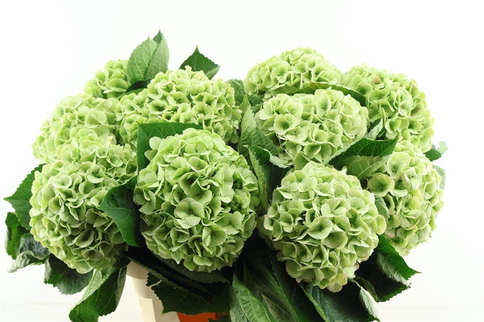 <h4>Hydr M. Cl. My Matcha Green 80-21</h4>
