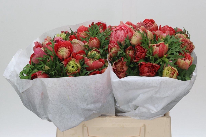 <h4>Anemone Levante Red</h4>