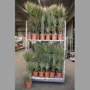 Dra Marg Bicolor