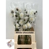 CENTAU WHITE CHOCO ARTISTIEK