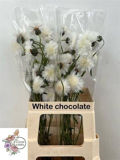 CENTAU WHITE CHOCO ARTISTIEK