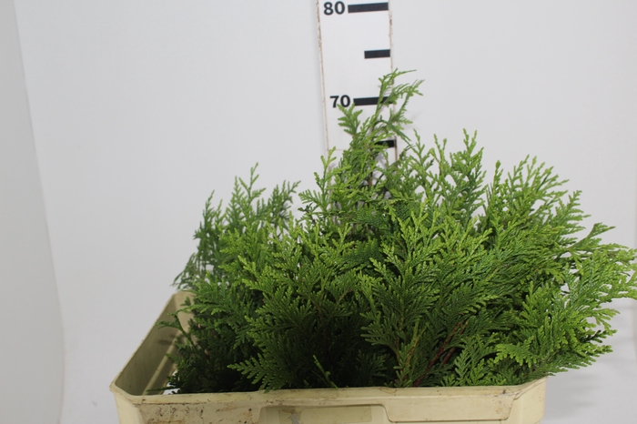 <h4>FOLH TUIA MACA</h4>