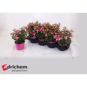 FUCHSIA B F LISA