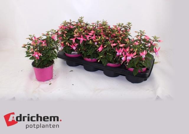 <h4>FUCHSIA B F LISA</h4>