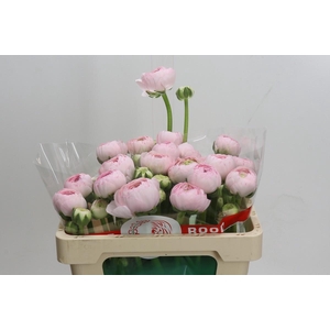 Ranunculus Clooney Lady