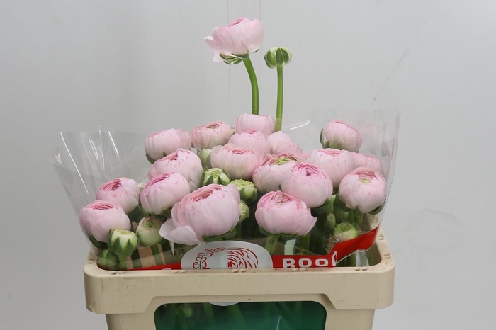 <h4>Ranunculus Clooney Lady</h4>