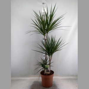 Dracaena marg.