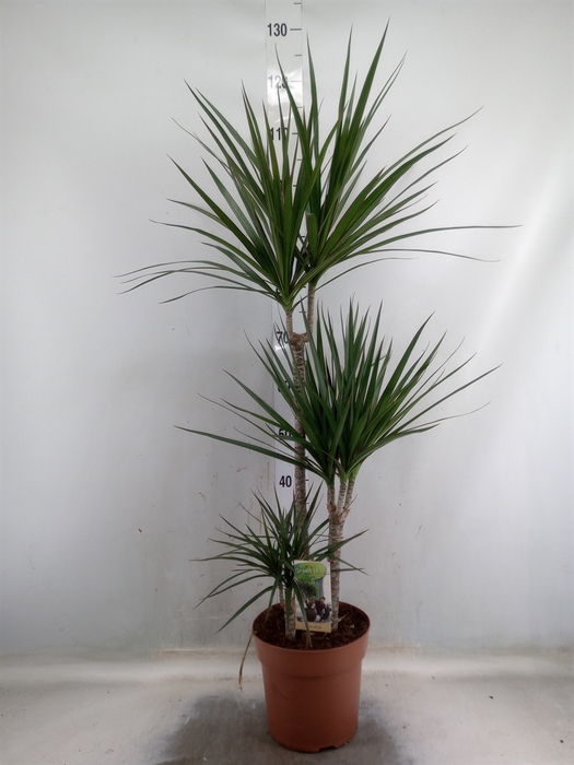 <h4>Dracaena marg.</h4>