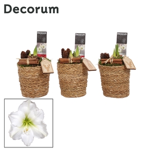 Hippeastrum Wit 2 Knop in Ruby KERST (Decorum)