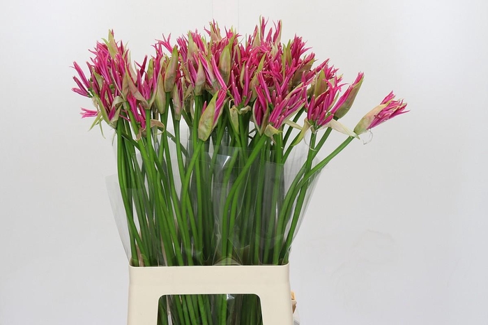 <h4>Nerine Alexandra</h4>