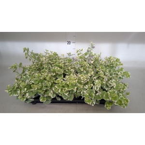 Glechoma hederacea 'Variegata'