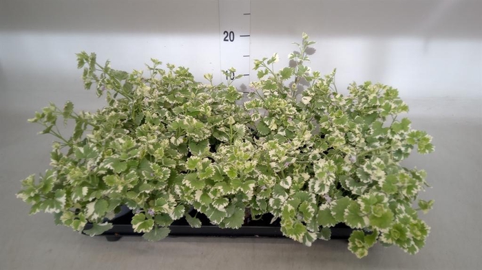 <h4>Glechoma hederacea 'Variegata'</h4>