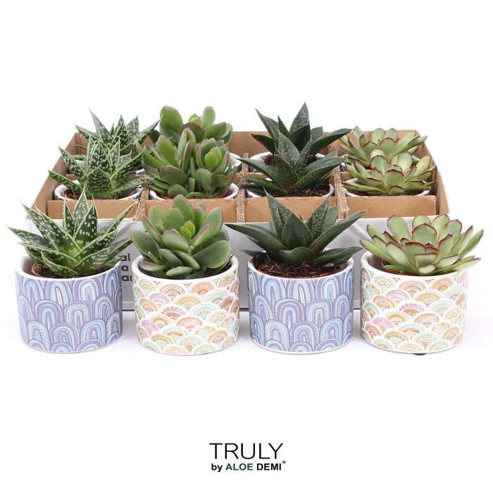 <h4>Succulents   ...</h4>