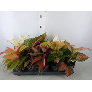 Aglaonema   ...