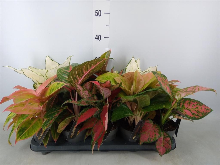 <h4>Aglaonema   ...</h4>