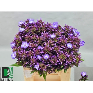 PHLOX P LAURA