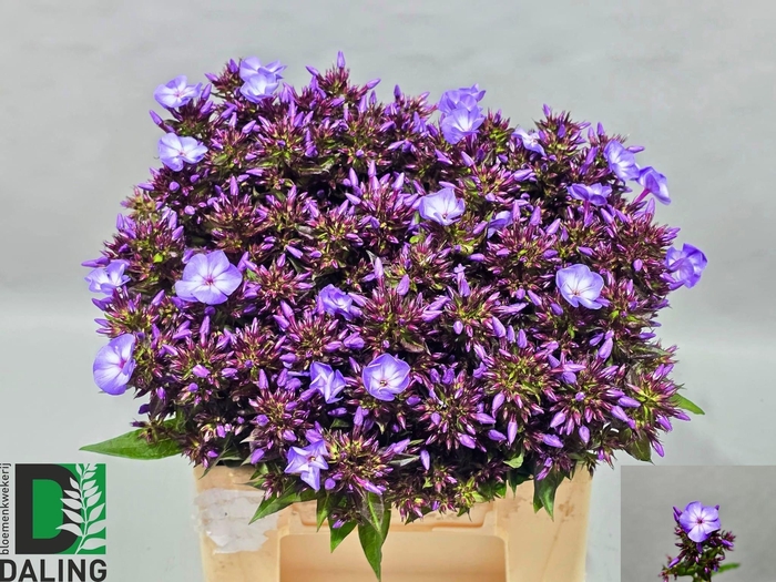 <h4>PHLOX P LAURA</h4>