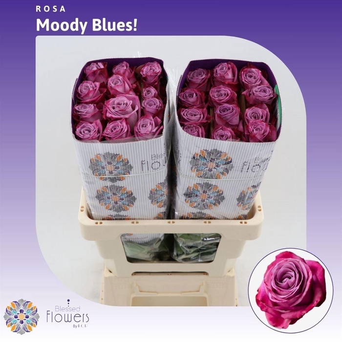 <h4>R GR MOODY BLUES!</h4>