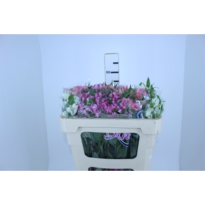ALSTROEMERIA VARIADO 080 CM