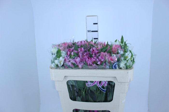 ALSTROEMERIA VARIADO 080 CM