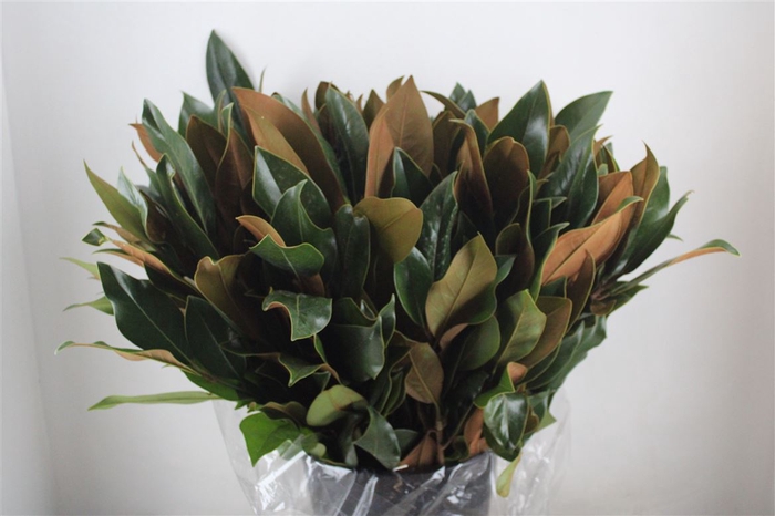 <h4>Magnolia Leaves P Bunch</h4>