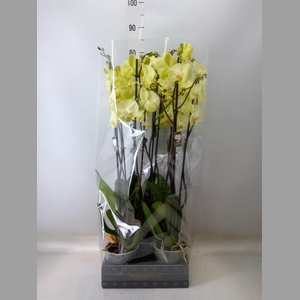 Phalaenopsis  'Golden Coin'