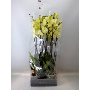 Phalaenopsis  'Golden Coin'