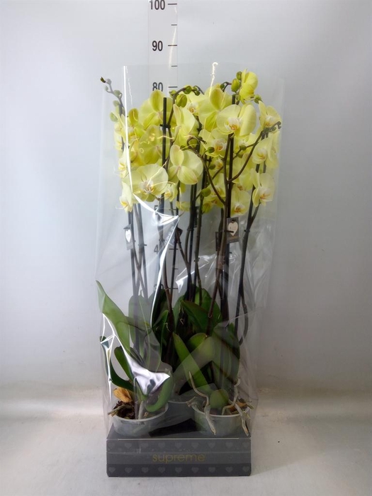 <h4>Phalaenopsis  'Golden Coin'</h4>