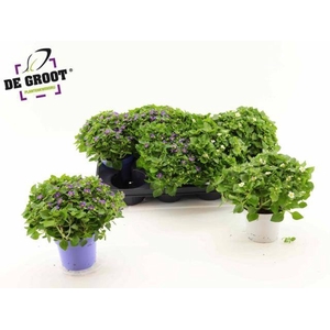 EXACUM OV