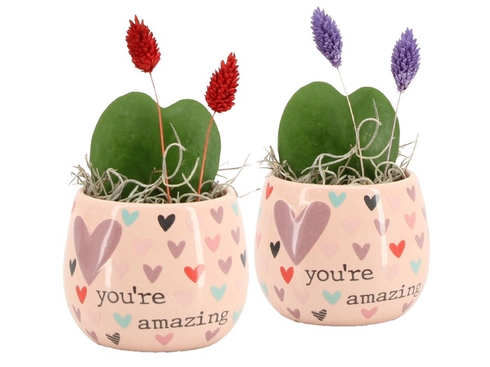 <h4>21585: Lovess arrangement</h4>