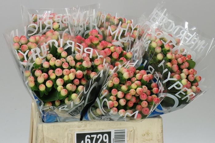 <h4>Hyp Coco Tiamo</h4>