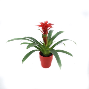 Guzmania Denise in rood keramiek