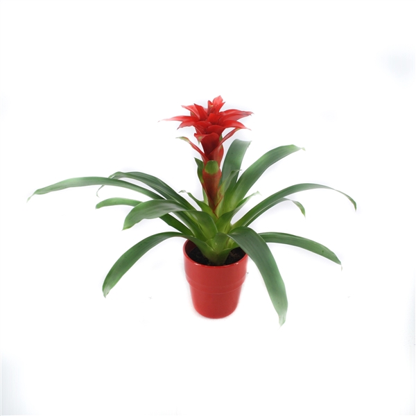 <h4>Guzmania Denise in rood keramiek</h4>