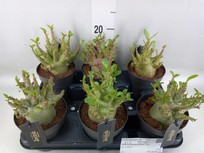 <h4>Adenium NB 'Ansu Baobab'</h4>