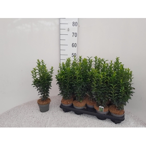 EUONYMUS JA GR SPIRE