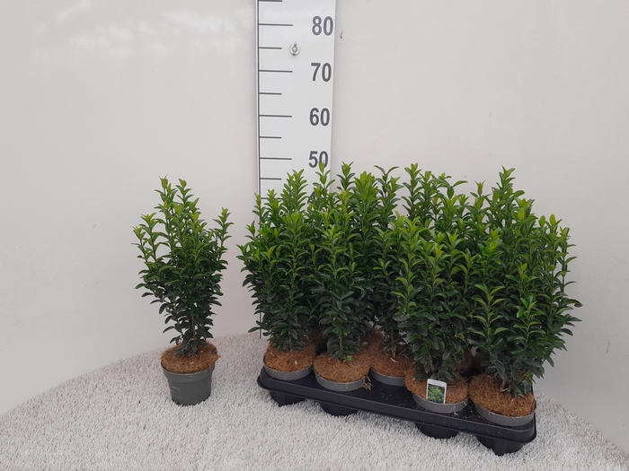 <h4>EUONYMUS JA GR SPIRE</h4>