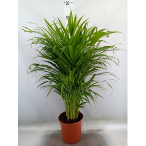 Dypsis lutescens   ...Chrysalidoca