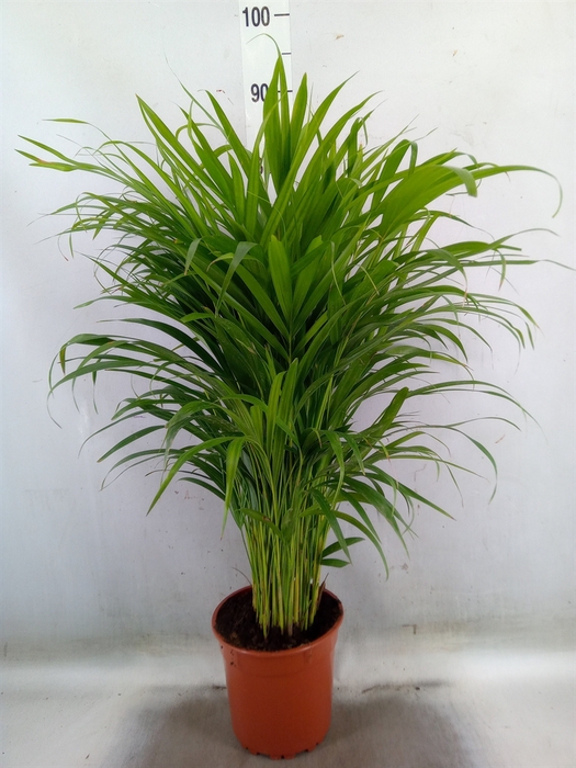 <h4>Dypsis lutescens   ...Chrysalidoca</h4>