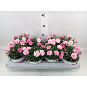 Dianthus  'I Love U'