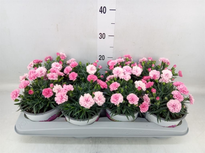 <h4>Dianthus  'I Love U'</h4>