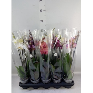 Phalaenopsis   ...mix