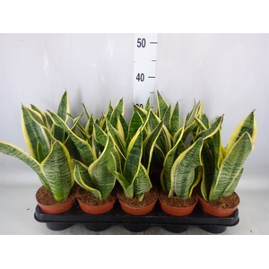 Sansevieria trifa. 'Futura Superba'