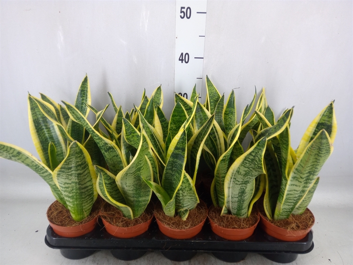 <h4>Sansevieria trifa. 'Futura Superba'</h4>