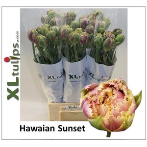 TU FR HAWAIAN SUNSET