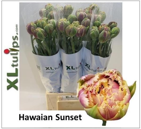 <h4>TU FR HAWAIAN SUNSET</h4>