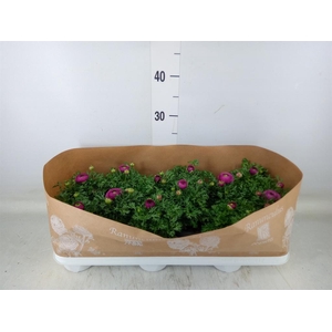 Ranunculus  'Sprinkles Pink'