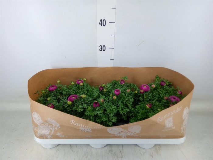 <h4>Ranunculus  'Sprinkles Pink'</h4>