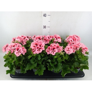 Pelargonium gran.   ..