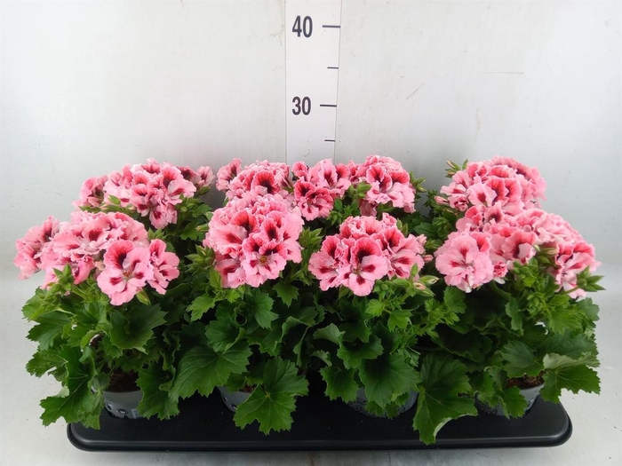 <h4>Pelargonium gran.   ..</h4>