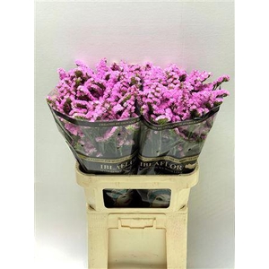 LIM S ROSEL SU BIRDS